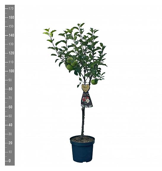 Malus domestica Red Windsor C7,5 Lit. 125-150 cm Na steblu 50 cm