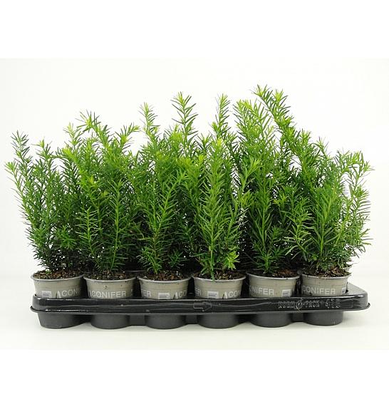 Taxus media Densiformis Ø9
