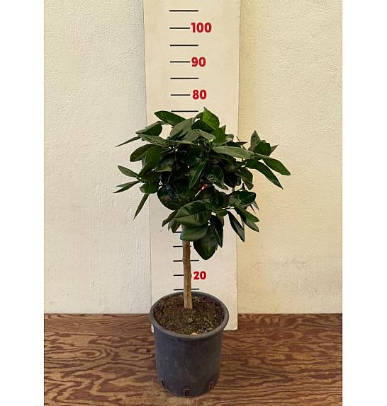 Citrus sinensis Acrobal Ø20 Na steblu 30 cm