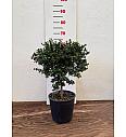 Citrus australasica Caviale Ø20 Na steblu 30 cm