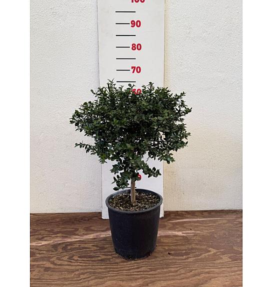 Citrus australasica Caviale Ø20 Na steblu 30 cm