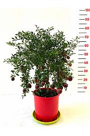 Citrus australasica Caviale Ø20 Na steblu 30 cm