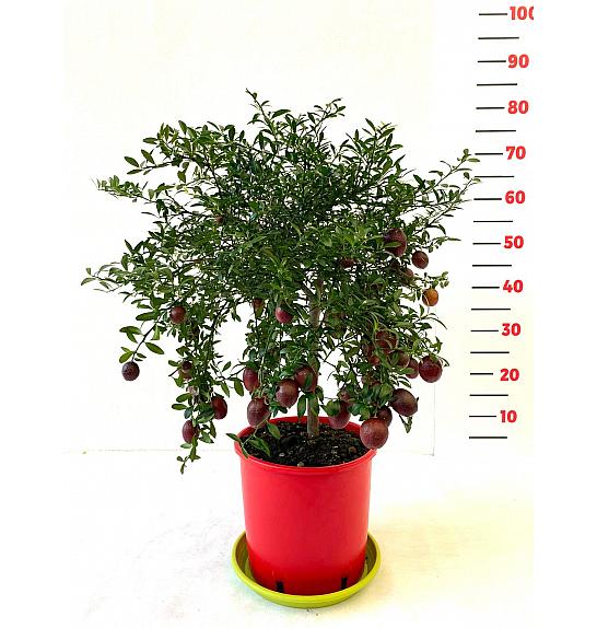 Citrus australasica Caviale Ø20 Na steblu 30 cm