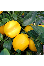 Citrus Meyeri Ø20 Na steblu 30 cm