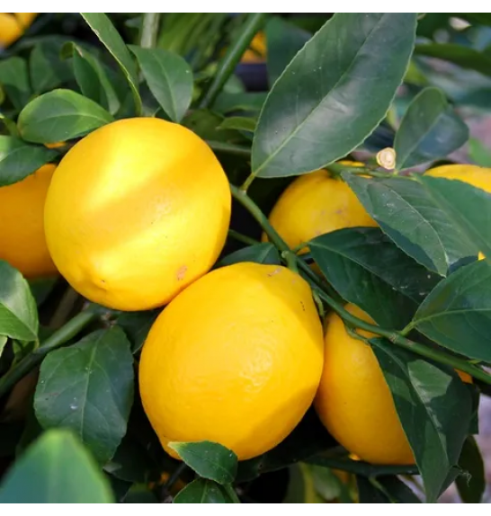 Citrus Meyeri Ø20 Na steblu 30 cm