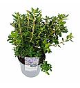 Rhododendron hybrid Blue Diamond C4 Lit. 25-35 cm