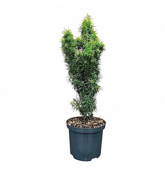 Taxus baccata Littfass C2,5 Lit. 30-40 cm
