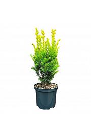 Taxus baccata Jaloko Sunrise GA C2,5 Lit. 30-40 cm
