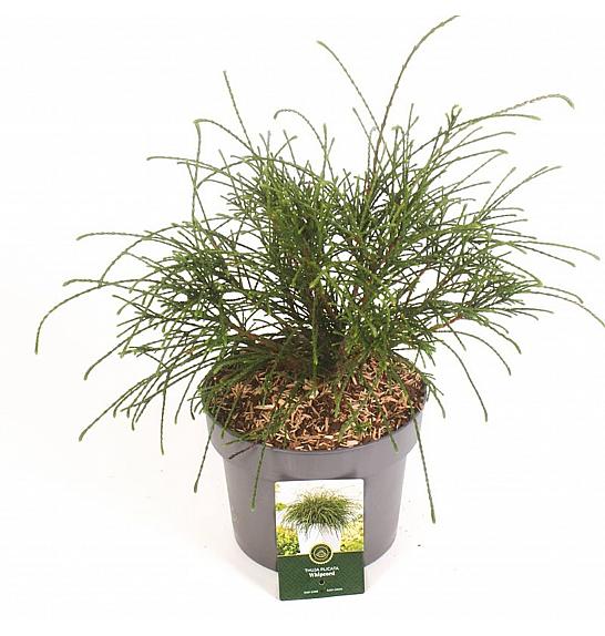 Thuja plicata Whipcord C5 Lit. 25-30 cm