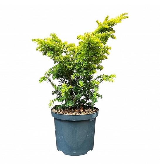 Taxus baccata Kupfergold C5 Lit. 30-40 cm