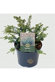 Podocarpus lawrencei Blue Gem C5 Lit. 25-30 cm