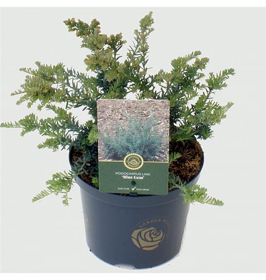 Podocarpus lawrencei Blue Gem C5 Lit. 25-30 cm