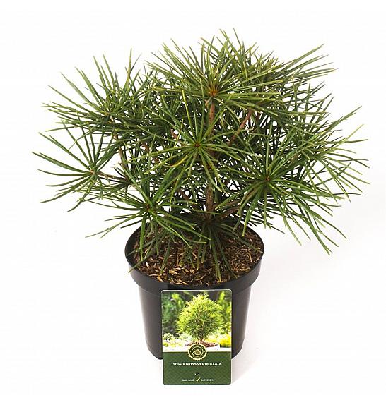 Sciadopitys verticillata C2,5 Lit. 20-25 cm