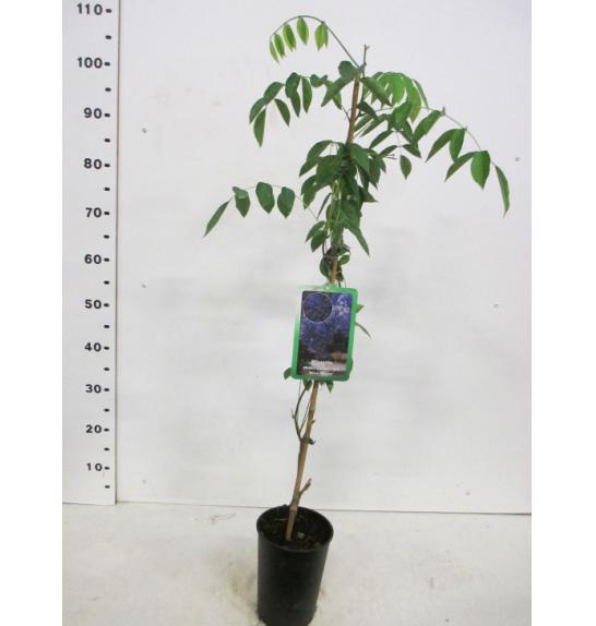 Wisteria macrostachya Blue Moon C2 Lit. 80 cm