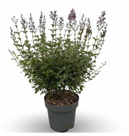 Syringa bloomera Dark Purple C7,5 Lit. 50-60 cm