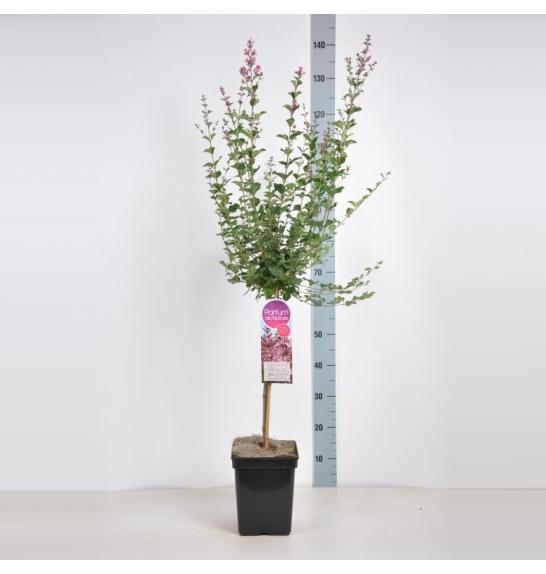 Syringa bloomera Pink Perfume C10 Lit. Na steblu 80 cm