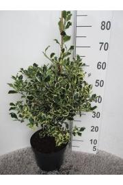 Ilex aquifolium Argentea Marginata C7,5 Lit. Piramida 60-80 cm
