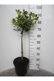 Ilex altaclerensis Golden King C7,5 Lit. Na steblu 60 cm