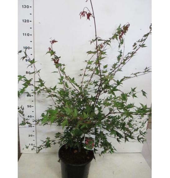 Acer palmatum Deshojo C10 Lit. 60-80 cm