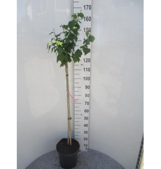 Hibiscus syriacus Duc de Brabant C10 Lit. Na steblu 100 cm