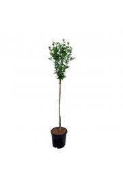 Hibiscus syriacus Hamabo C10 Lit. Na steblu 100 cm
