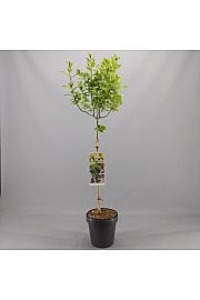 Syringa prestoniae Agnes Smith C10 Lit. Na steblu 100 cm