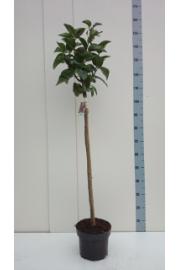 Syringa bloomera Belle de Nancy C10 Lit. Na steblu 110 cm