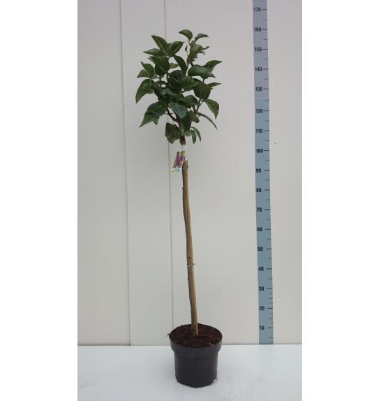 Syringa bloomera Belle de Nancy C10 Lit. Na steblu 110 cm