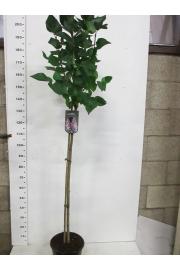 Syringa bloomera Michael Buchner C10 Lit. Na steblu 110 cm