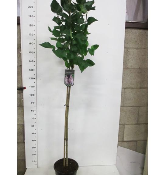 Syringa bloomera Michael Buchner C10 Lit. Na steblu 110 cm