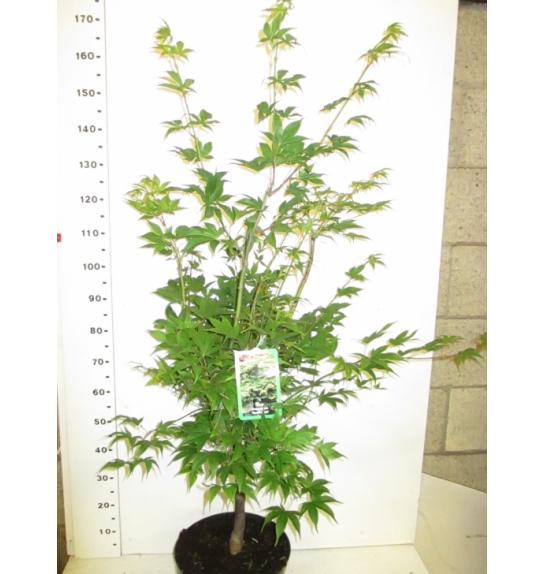Acer palmatum Osakazuki C10 Lit. 100-125 cm