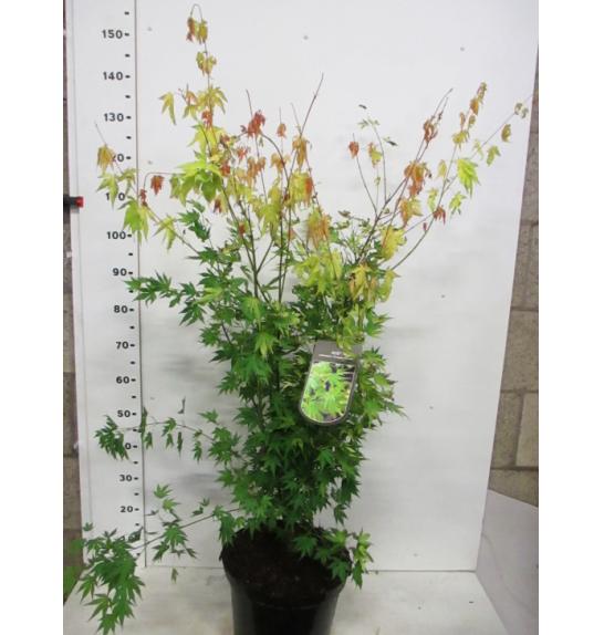 Acer palmatum Orange Dream C10 Lit. 100-125 cm