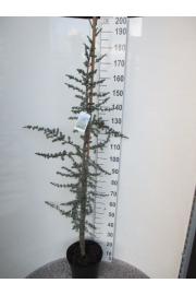 Cedrus libani Glauca C12 Lit. 140-160 cm