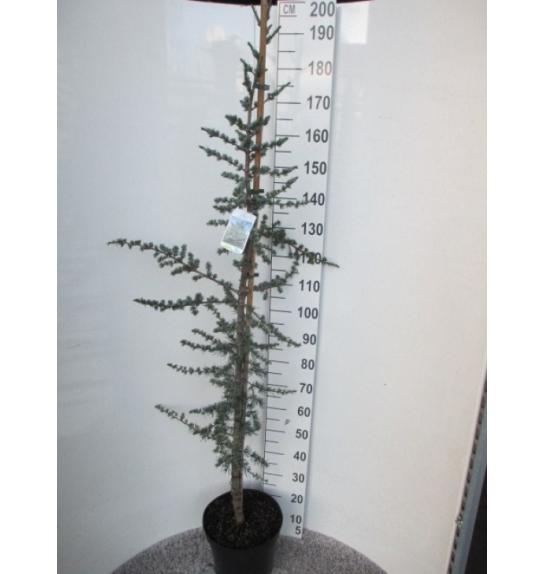 Cedrus libani Glauca C12 Lit. 140-160 cm