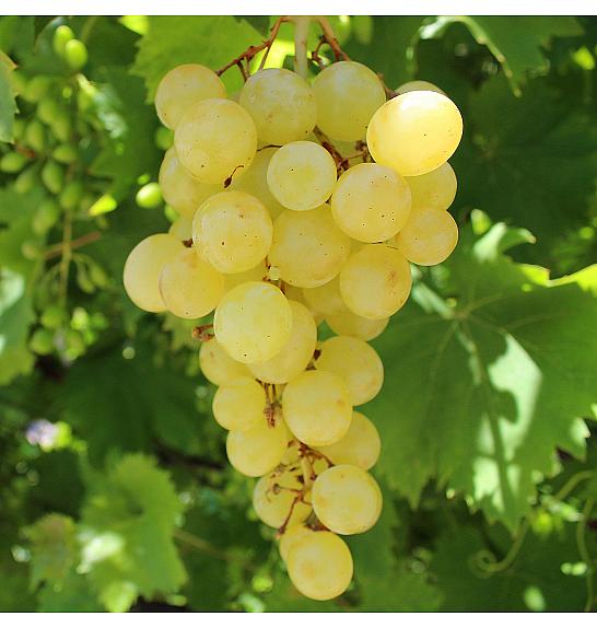 Vitis vinifera Matilde C4 Lit. 125-150 cm