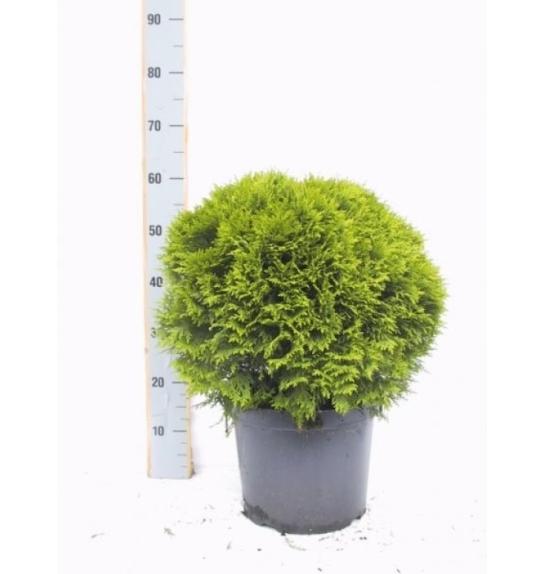 Thuja occidentalis Danica C10 Lit. 50-60 cm