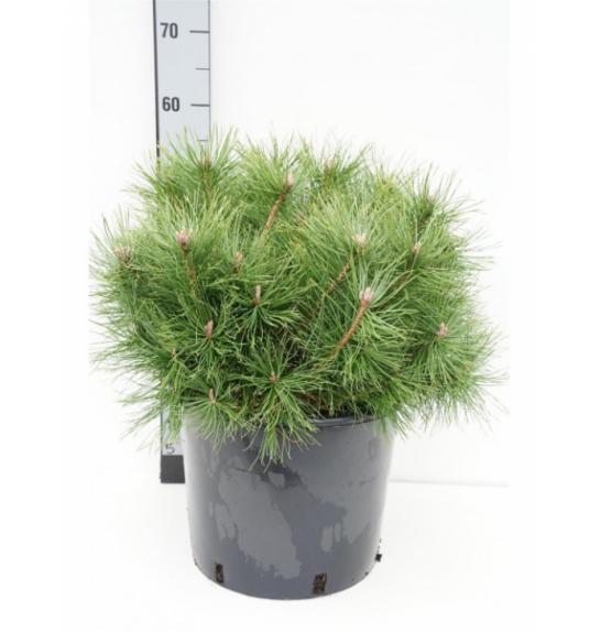 Pinus mugo Uncinata C15 Lit. 50-60 cm