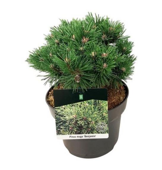 Pinus mugo Benjamin C25 Lit. 50-60 cm