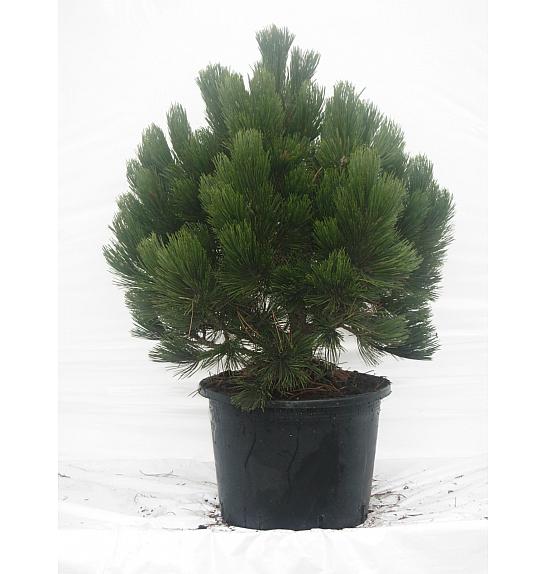 Pinus leucodermis Compact Gem C25 Lit. 60-80 cm