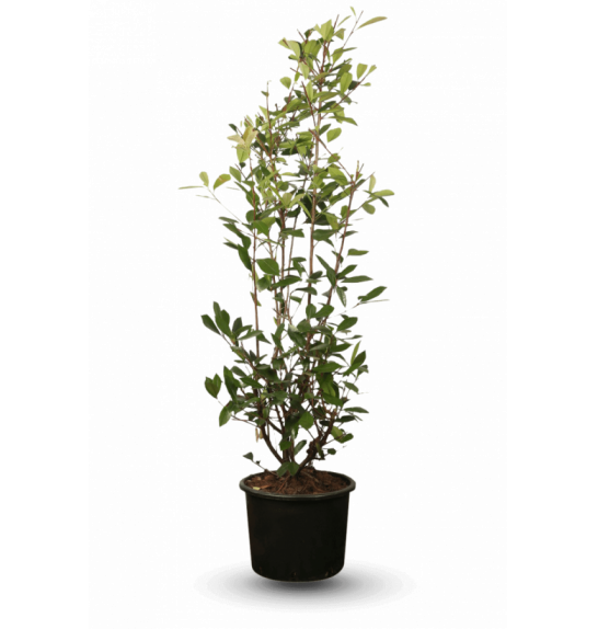 Photinia fraseri Red Robin C35 Lit. 175-200 cm