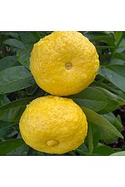 Citrus limetta Pursha Ø20 Na steblu 30 cm