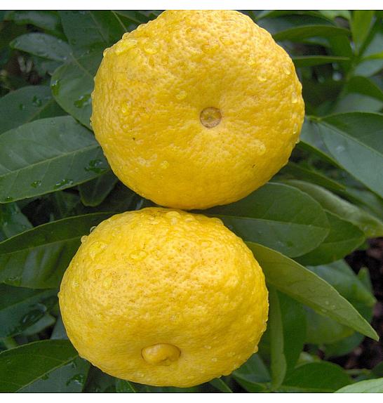 Citrus limetta Pursha Ø20 Na steblu 30 cm