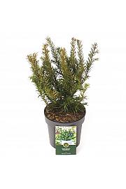 Taxus baccata Repandens C2,5 Lit. 25-30 cm