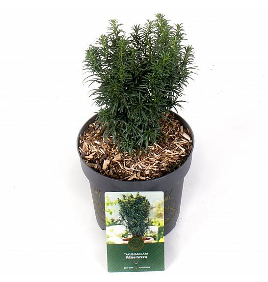 Taxus baccata Funny Jewel ᴾᴮᴿ = Wilco Green C2,5 Lit. 20-25 cm