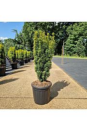 Taxus baccata Fastigiata David C18 Lit. 60-80 cm
