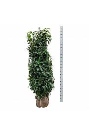 Prunus laurocerasus Genolia ® bala 175-200 cm extra