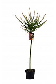 Salix integra Hakuro Nishiki C4 Lit. 80-100 cm Na steblu 80 cm