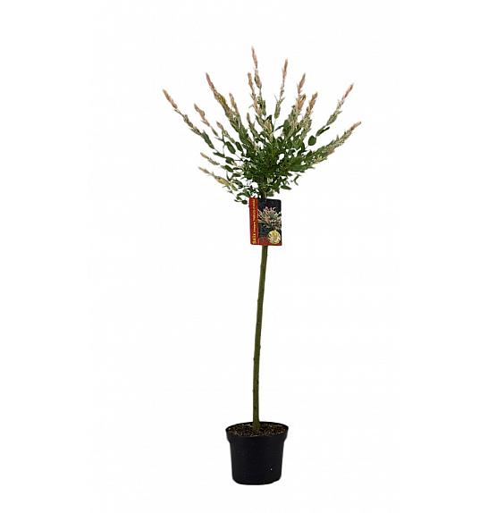 Salix integra Hakuro Nishiki C4 Lit. 80-100 cm Na steblu 80 cm