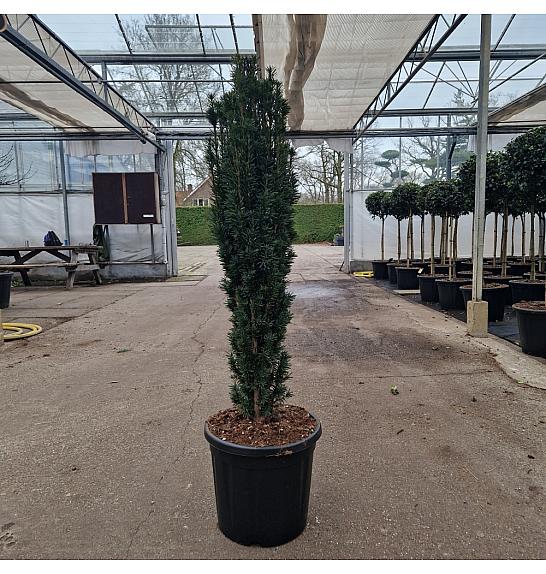 Taxus baccata Fast. Robusta C20 Lit. 90-100 cm