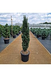 Taxus baccata Fast. Robusta C18 Lit.90-100 cm
